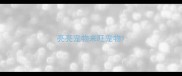 亮亮宠物来旺宠物