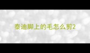 泰迪脚上的毛怎么剪
