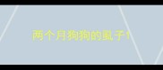 两个月狗狗的虱子