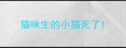 猫咪生的小猫死了