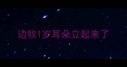 边牧1岁耳朵立起来了
