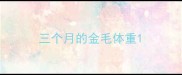 三个月的金毛体重