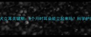 德牧幼犬立耳关键期6个月时耳朵能立起来吗科学护理指南