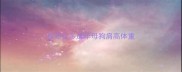 拉布拉多成年母狗肩高体重