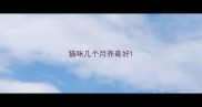 猫咪几个月养最好