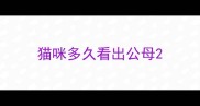 猫咪多久看出公母