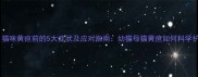 警惕猫咪黄疸前的5大症状及应对指南幼猫母猫黄疸如何科学护理