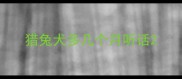 猎兔犬多几个月听话