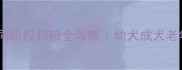 拉布拉多不同阶段狗粮全攻略幼犬成犬老年犬避坑指南