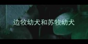 边牧幼犬和苏牧幼犬