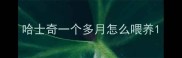 哈士奇一个多月怎么喂养