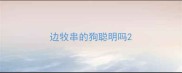 边牧串的狗聪明吗