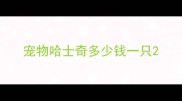 宠物哈士奇多少钱一只