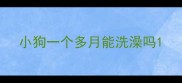 小狗一个多月能洗澡吗