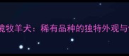 陨石色边境牧羊犬稀有品种的独特外观与饲养指南