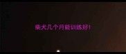 柴犬几个月能训练好
