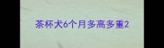 茶杯犬6个月多高多重