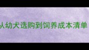拉布拉多犬价格全攻略从幼犬选购到饲养成本清单附血统品相鉴别技巧