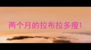两个月的拉布拉多瘦