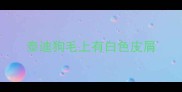 泰迪狗毛上有白色皮屑