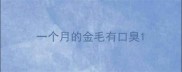 一个月的金毛有口臭