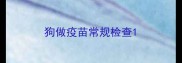 狗做疫苗常规检查