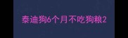 泰迪狗6个月不吃狗粮