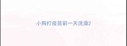 小狗打疫苗前一天洗澡