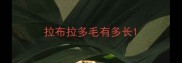 拉布拉多毛有多长