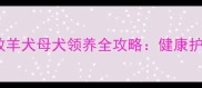 广东成年边境牧羊犬母犬领养全攻略健康护理与注意事项