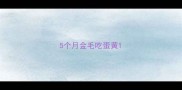 5个月金毛吃蛋黄