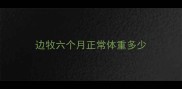 边牧六个月正常体重多少