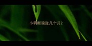 小狗断狼趾几个月
