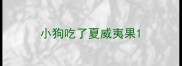 小狗吃了夏威夷果