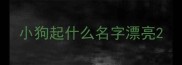 小狗起什么名字漂亮