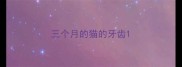 三个月的猫的牙齿