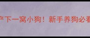 阿拉斯加母犬产下一窝小狗新手养狗必看的全流程指南