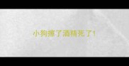 小狗擦了酒精死了