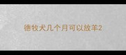 德牧犬几个月可以放羊