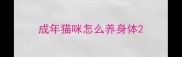 成年猫咪怎么养身体