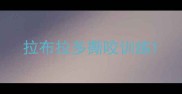拉布拉多撕咬训练