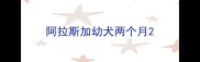 阿拉斯加幼犬两个月