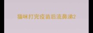 猫咪打完疫苗后流鼻涕