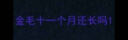 金毛十一个月还长吗