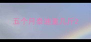 五个月泰迪重几斤