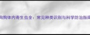 狗狗体内寄生虫全常见种类识别与科学防治指南