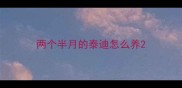 两个半月的泰迪怎么养