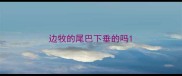 边牧的尾巴下垂的吗