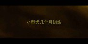 小型犬几个月训练