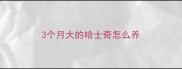3个月大的哈士奇怎么养
